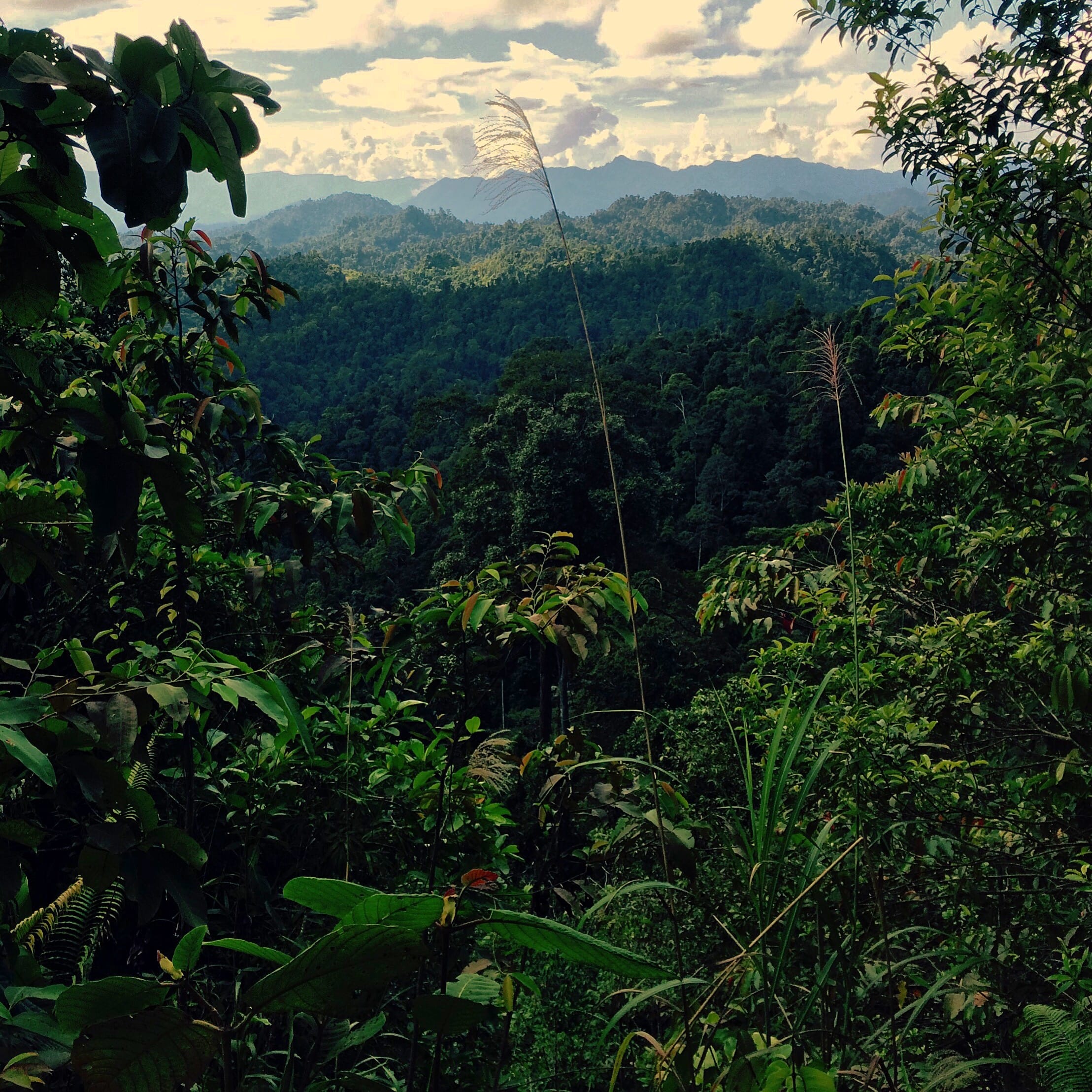 Forests of Sarawak